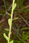 Coastal plain chaffhead